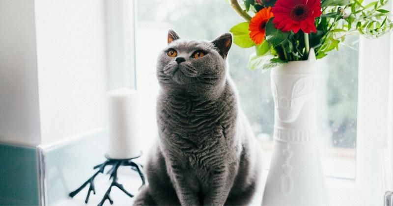 5 Ciri Kucing Kepanasan, Napasnya Jadi Cepat
